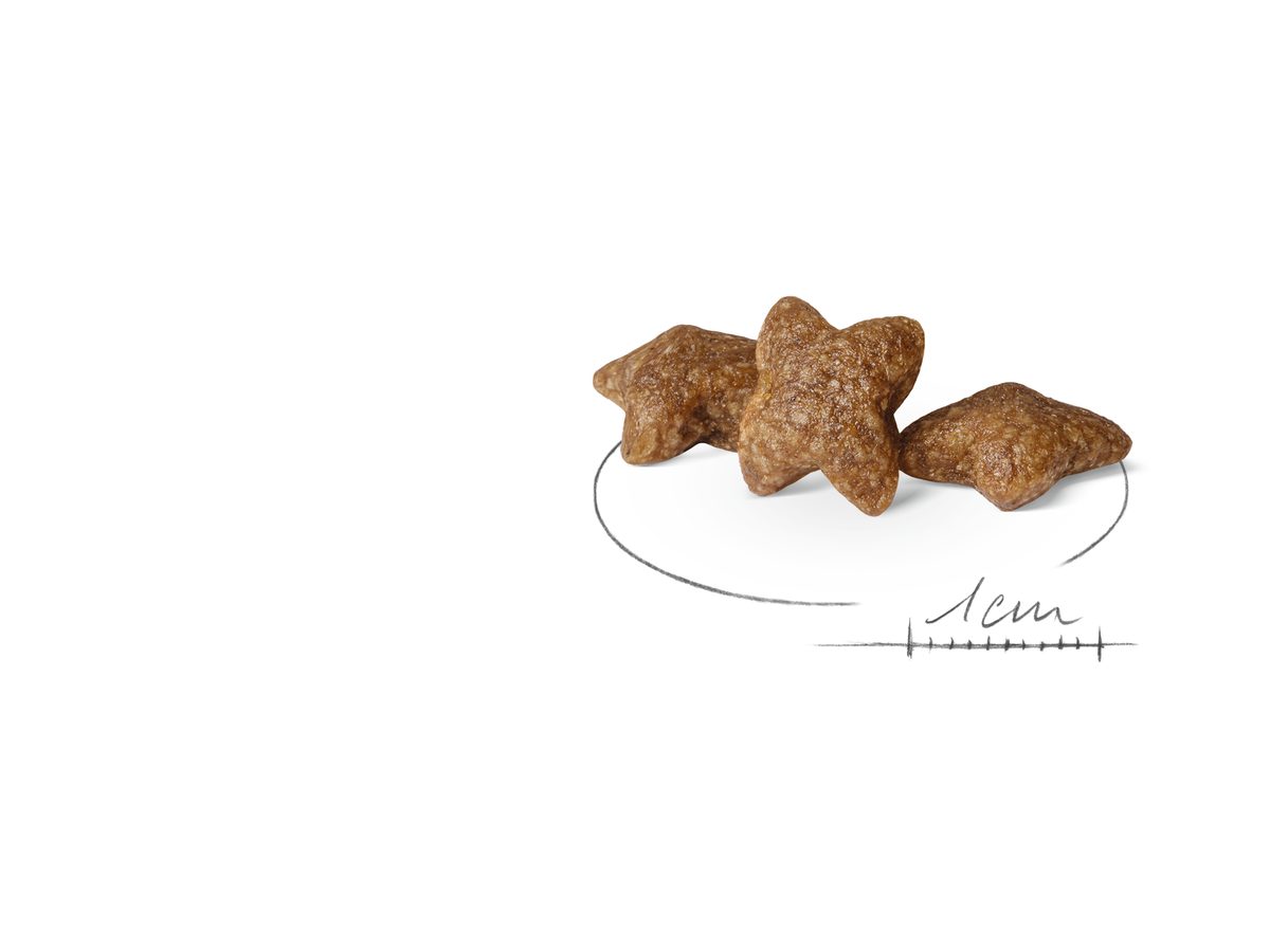 Royal Canin Mini Adult koiran kuivaruoka: ruoka lähikuvassa